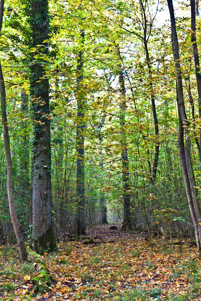 老橡树林照片-正版商用图片0bn1uc-摄图新视界