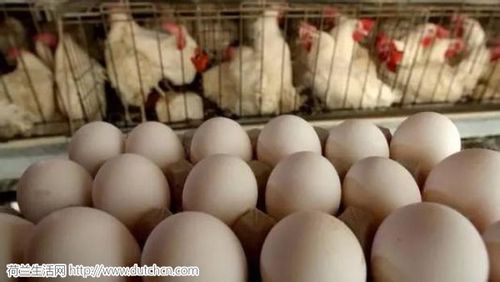 欧洲食品丑闻频发 荷兰150个家禽养殖厂被关闭